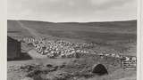 Gathering Sheep for Shearing: Apedale