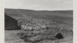 Gathering Sheep for Shearing: Apedale