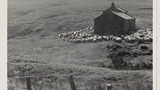 Gathering Sheep for Shearing: Apedale