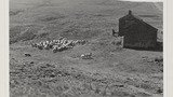 Gathering Sheep for Shearing: Apedale
