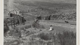 Gathering Sheep for Shearing: Apedale