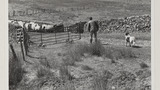 Gathering Sheep for Shearing: Apedale
