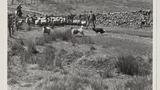Gathering Sheep for Shearing: Apedale