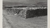 Gathering Sheep for Shearing: Apedale