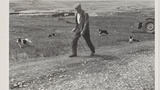 Shepherd and Sheep Dogs: Apedale
