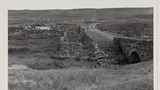 Gathering Sheep for Shearing: Apedale