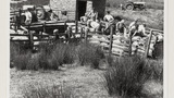 Sheep Dipping: Redmire Moor