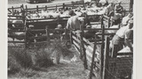 Sheep Dipping: Redmire Moor