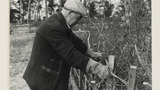 Laying a Hedge