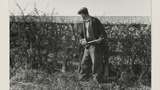Laying a Hedge