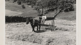 Haymaking: Horse Rake