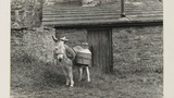 Donkey as Pack Animal