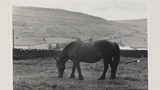 Dales Pony in Common Hill Pasture at Gunnerside