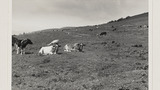 Cattle in Common Hill Pasture at Gunnerside