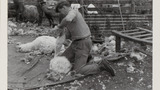 Winding a Fleece: Apedale