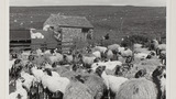Sheep-Shearing: Apedale