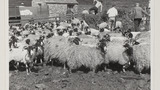 Sheep-Shearing: Apedale