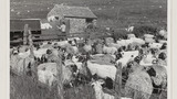 Sheep-Shearing: Apedale