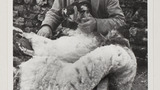 Sheep Shearing: Raisgill