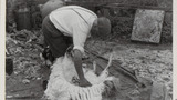 Sheep Shearing: Apedale
