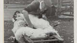 Sheep Shearing: Apedale