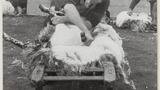 Sheep Shearing: Apedale