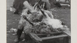 Sheep Shearing: Apedale