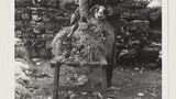 Sheep Shearing: Raisgill