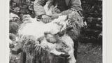 Sheep Shearing: Raisgill