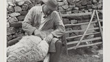 Sheep Salving