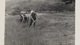 Haymaking by Hand: Using the Scythe