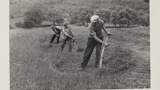Haymaking by Hand: Using the Scythe