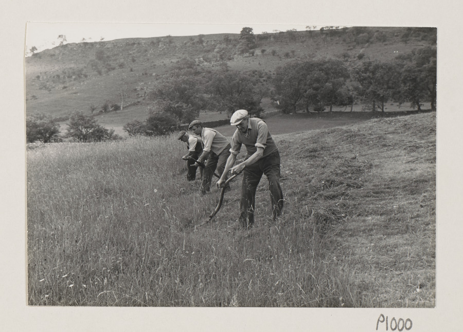 Haymaking by Hand: Using the Scythe Media credit University of Leeds