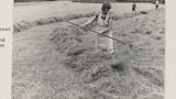 Haymaking by Hand: Using the Hayrake