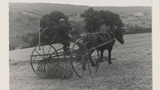 Haymaking: Horse Rake