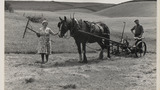 Haymaking: Single Horse Mower