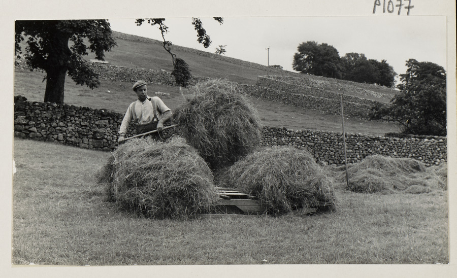 Haymaking: Loading the Hay Sledge Media credit University of Leeds