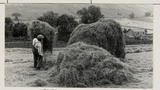 Haymaking: Loading the Hay Sledge