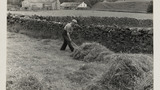 Haymaking: Loading the Hay Sledge