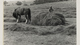 Haymaking: Loading the Hay Sledge