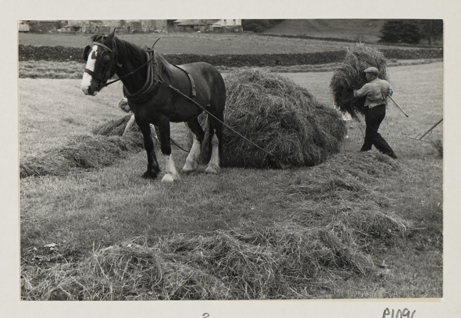 Haymaking: Loading the Hay Sledge Media credit University of Leeds