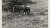 Haymaking: Hay Sledge