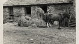 Haymaking: Unloading the Hay Sledge