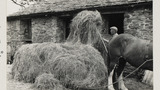 Haymaking: Unloading the Hay Sledge