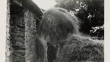 Haymaking: Unloading the Hay Sledge