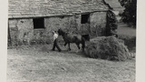 Haymaking: Unloading the Hay Sledge