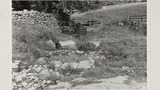 Old Sheep Washing Place: Outgang Beck