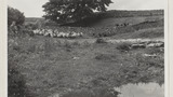 Gathering Sheep for Washing: Outgang Beck