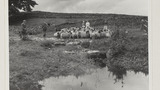 Gathering Sheep for Washing: Outgang Beck