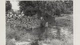 Sheep Washing: Outgang Beck